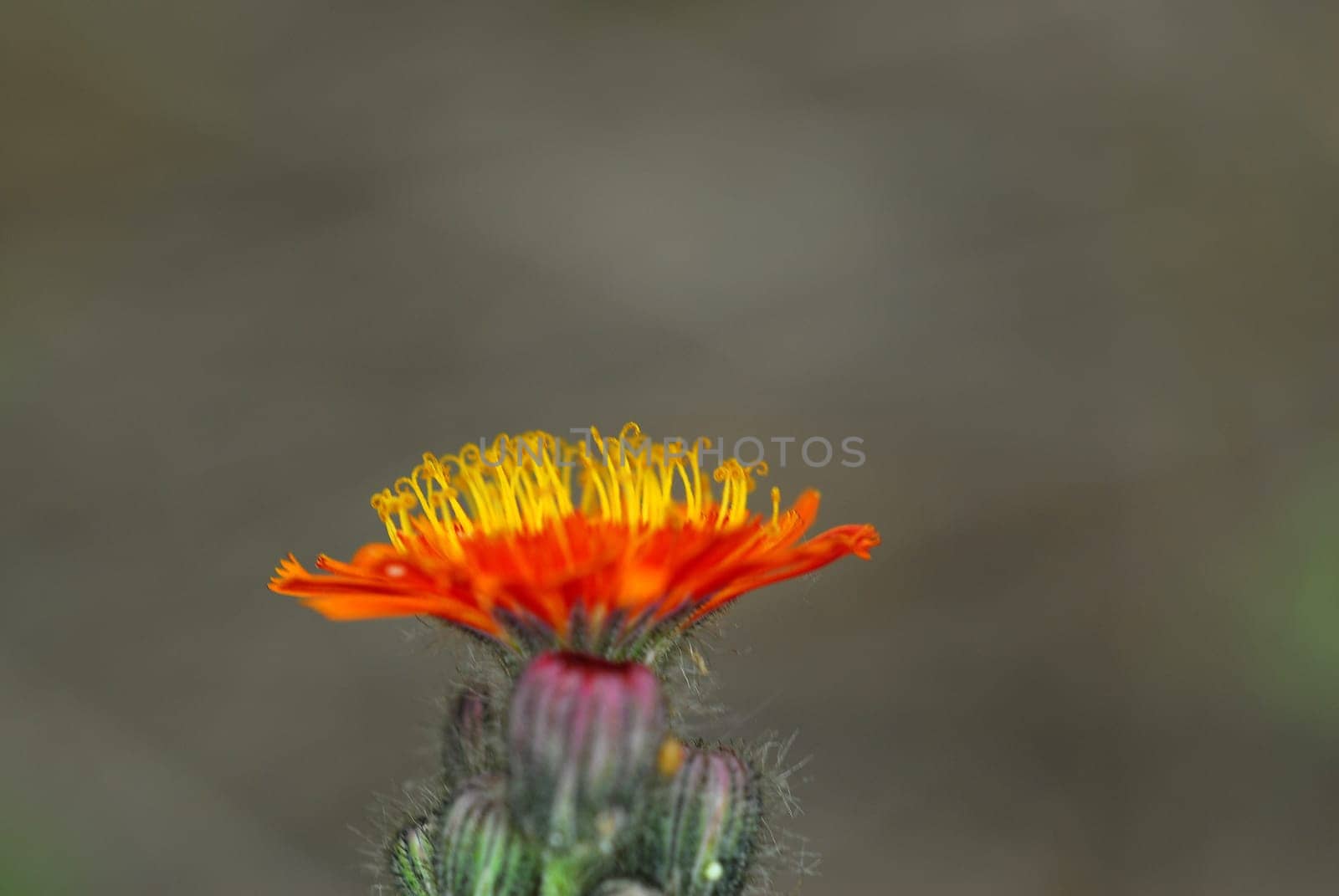 orange - yellow