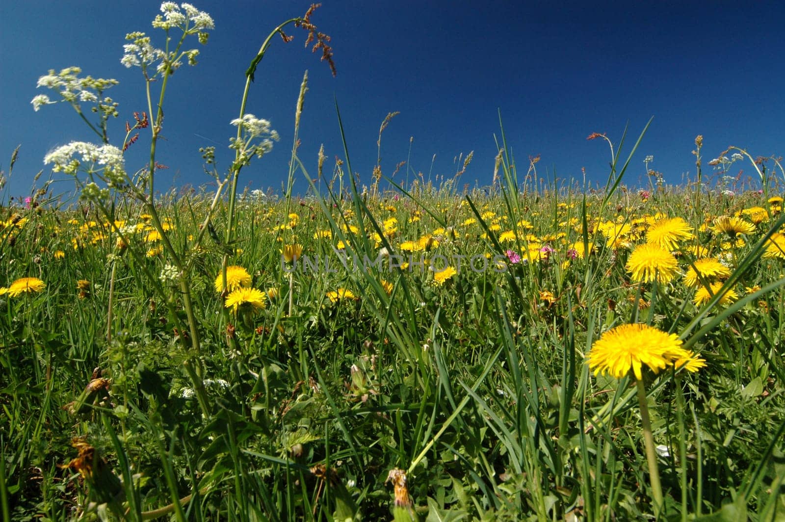 Meadow