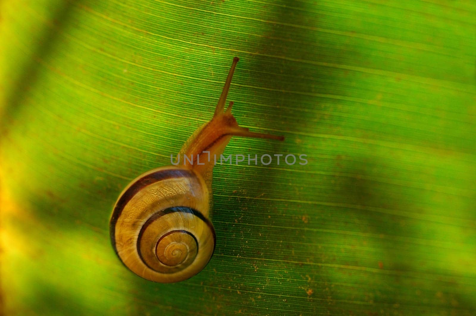 Snail on leaf