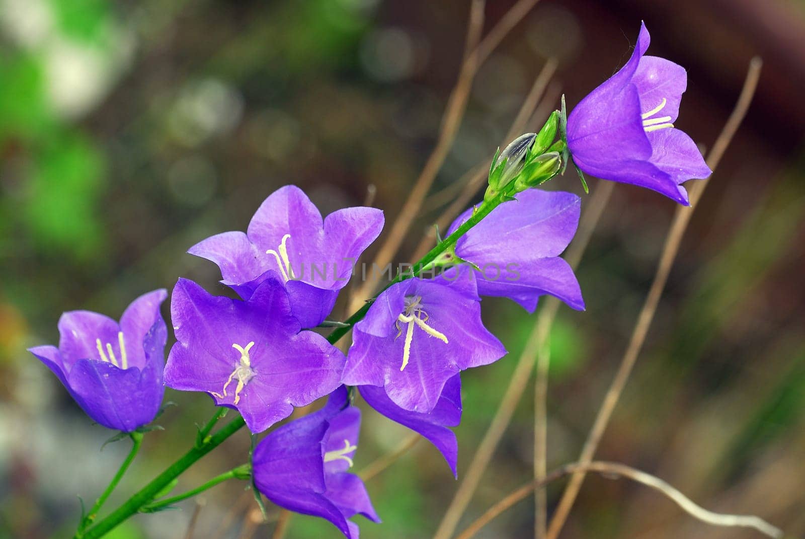blue bluebells