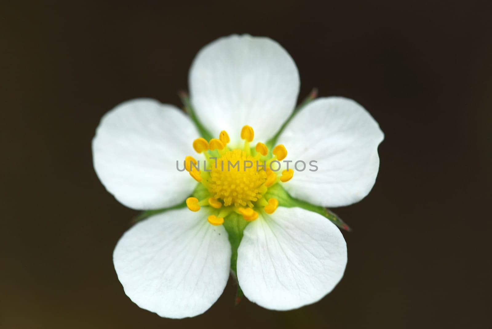 Wild strawberry blossom