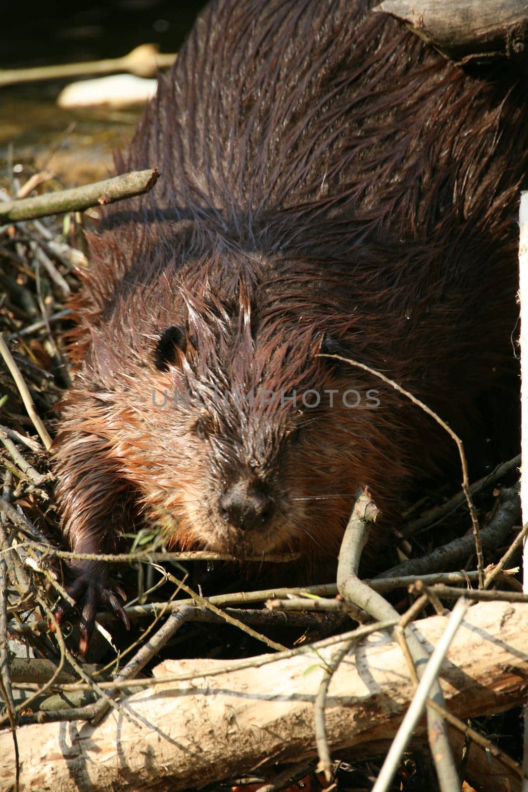 Beaver