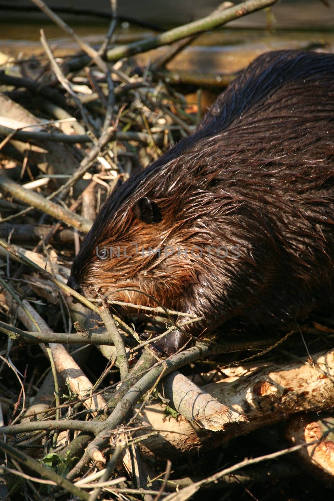 Beaver