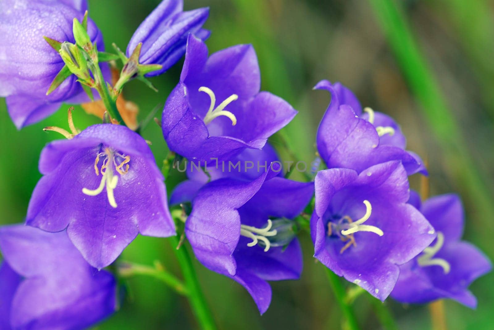 Bluebells