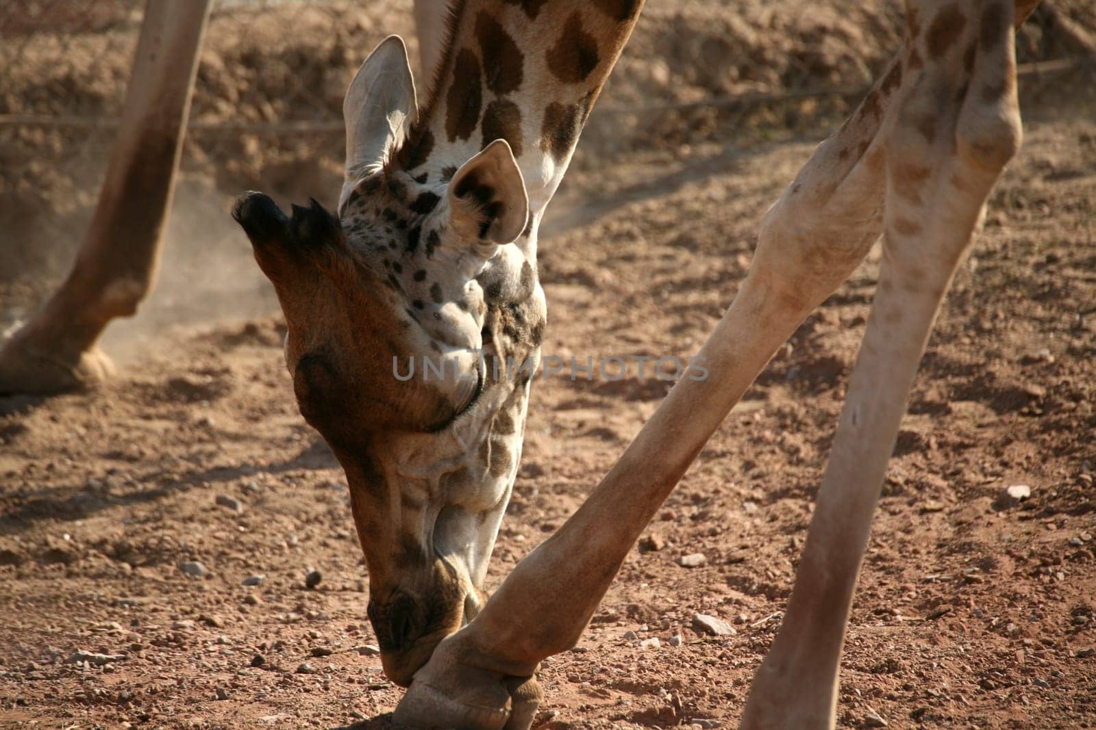 Beautiful long neck