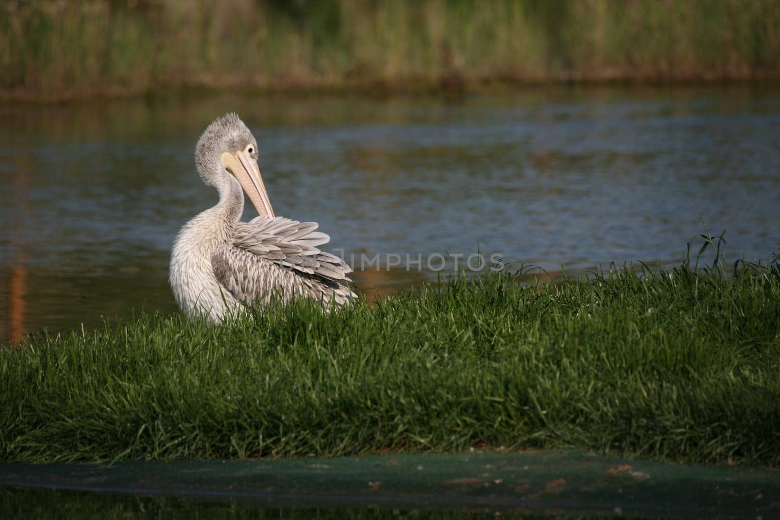 Pelecanus crispus