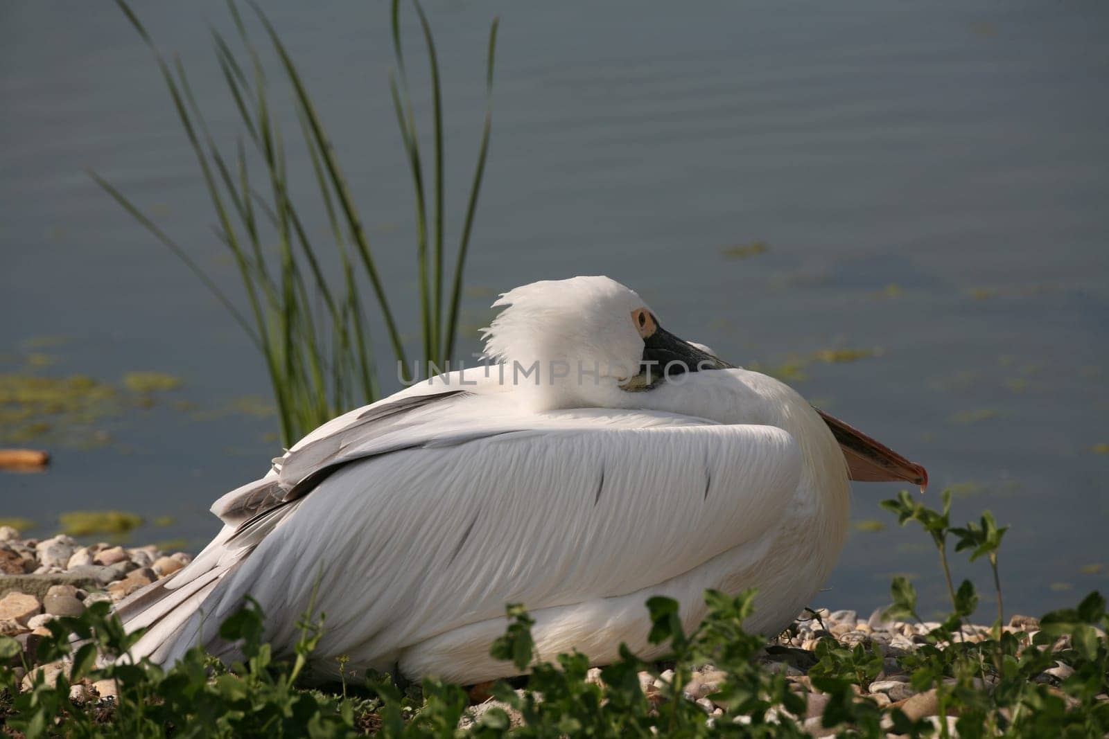 Dalmatian pelican