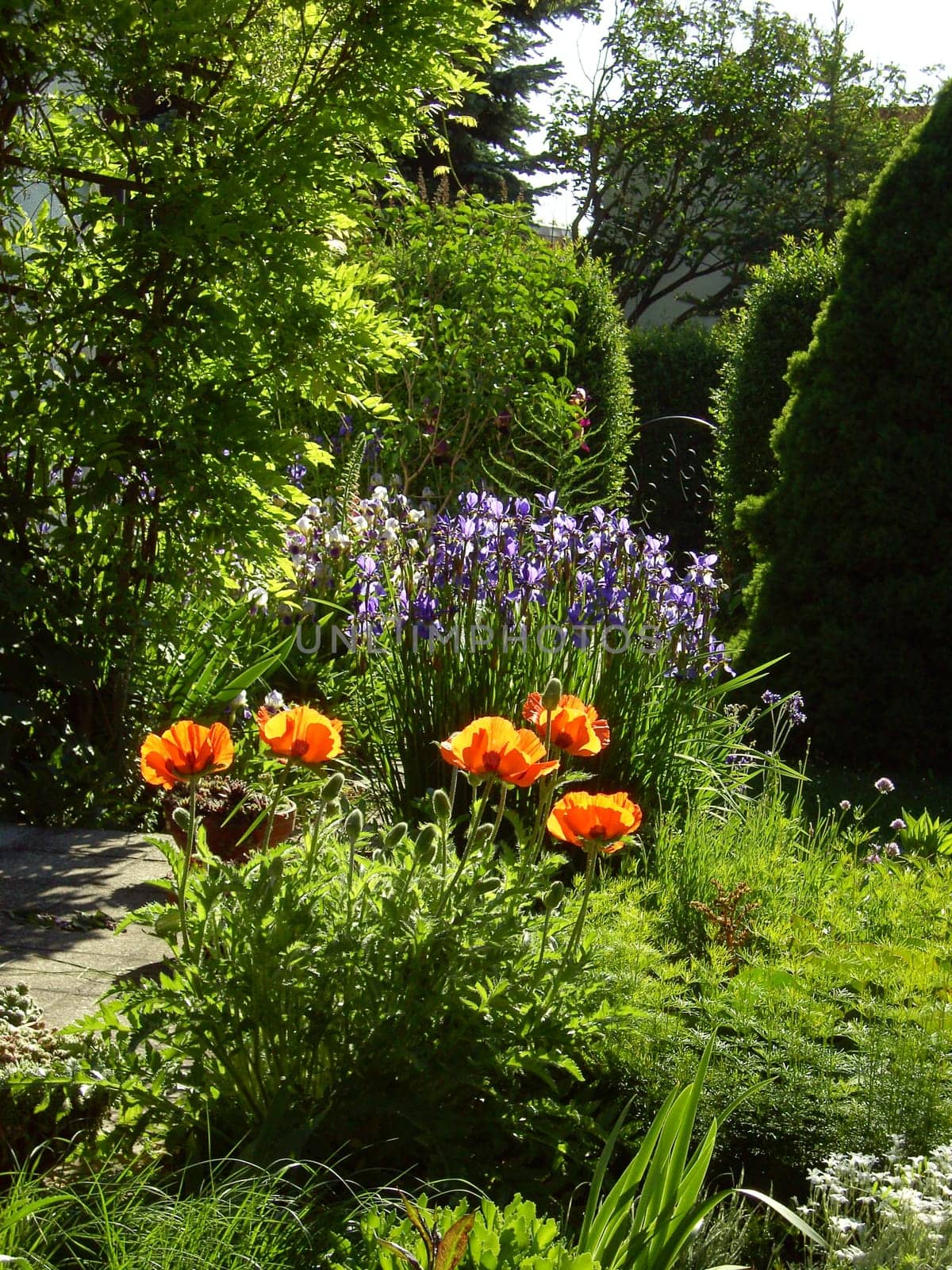 Poppies and irises 01
