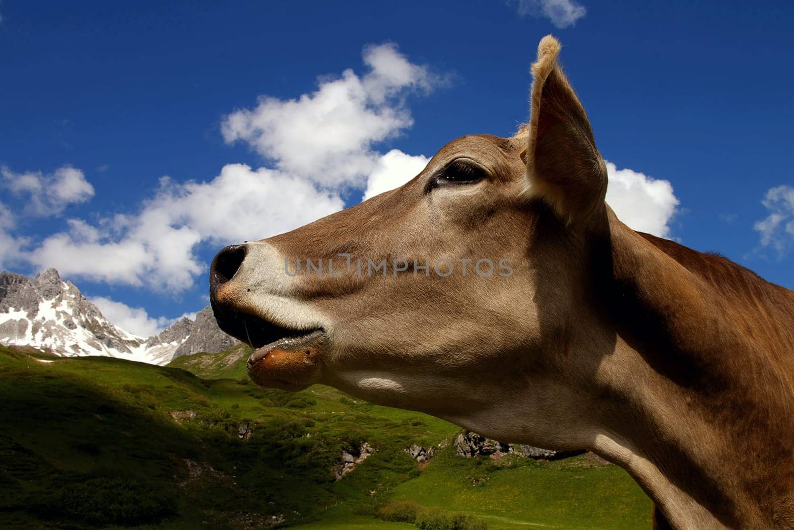 On the alpine pasture