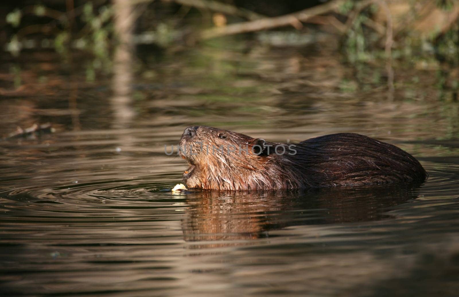 Beaver