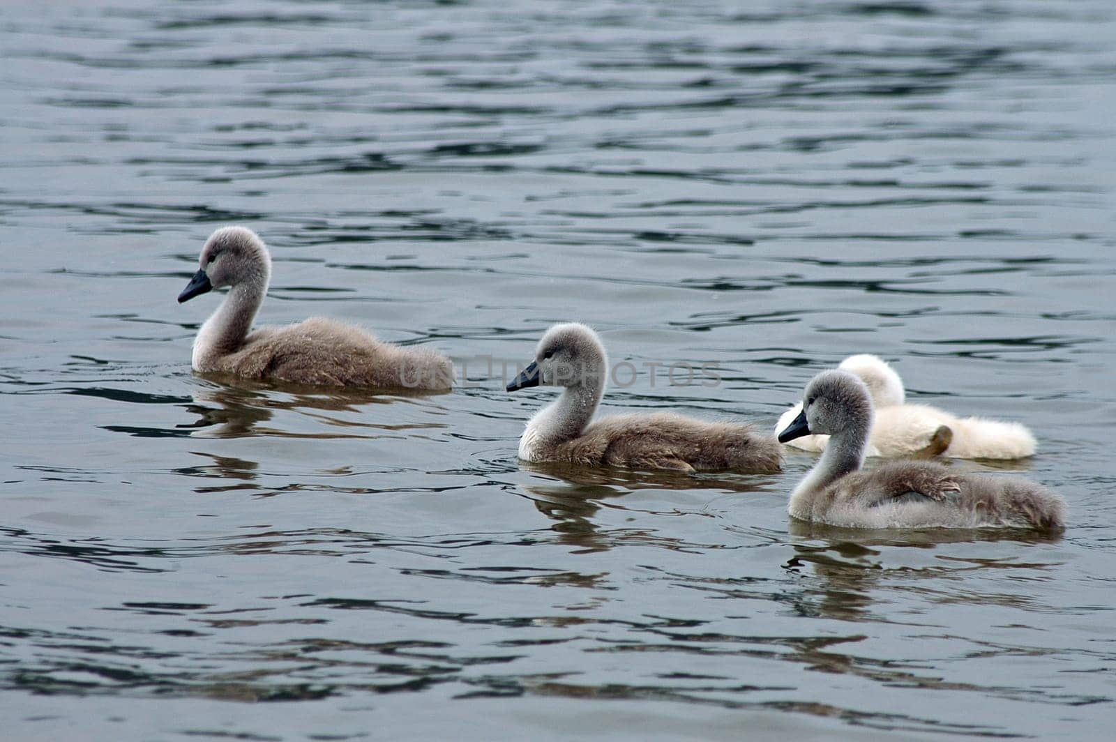 four swan cubs