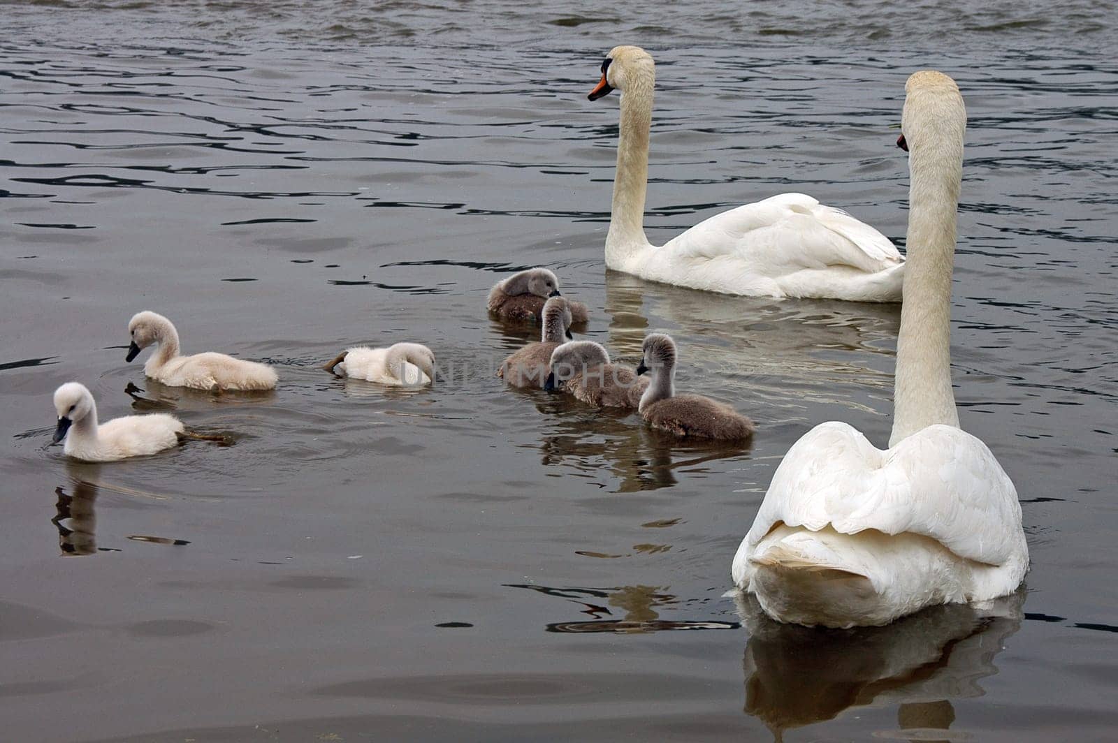Swan family