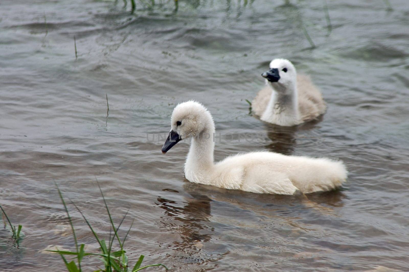 Swan babies
