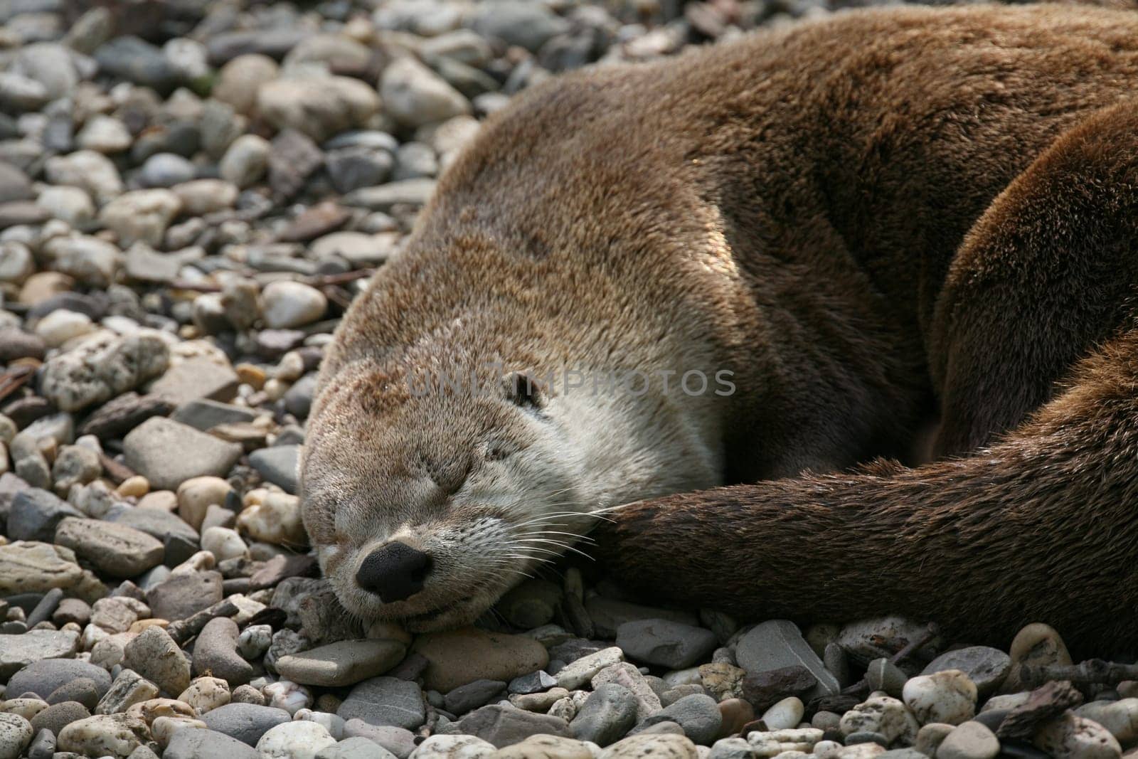 Canadian otter