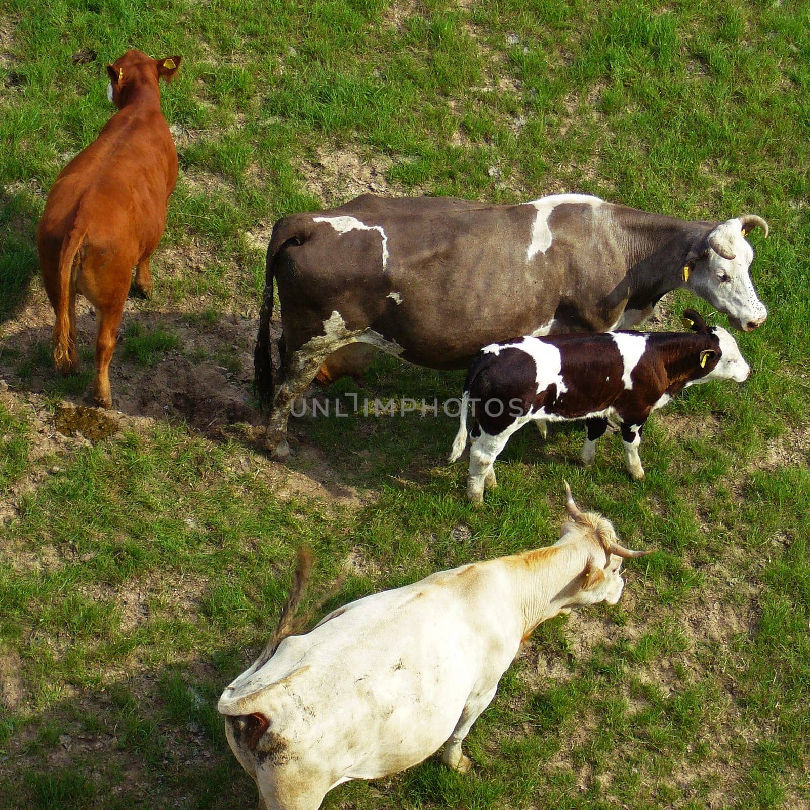 Cows