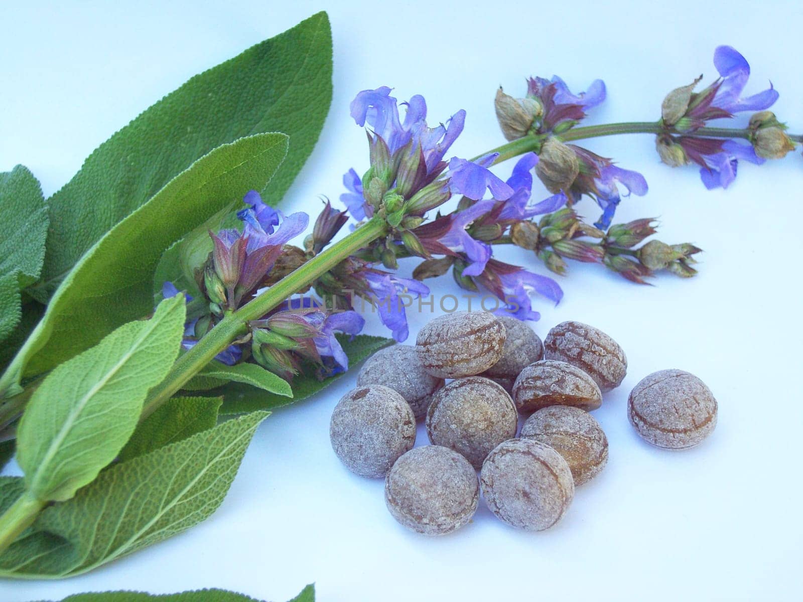 Sage Candy 01