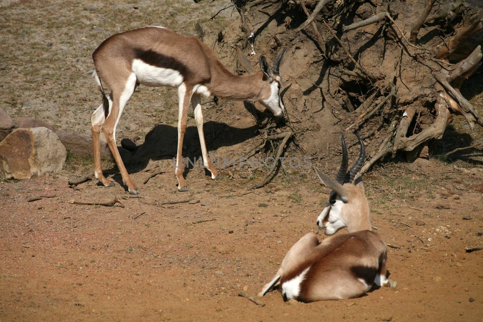Springbok