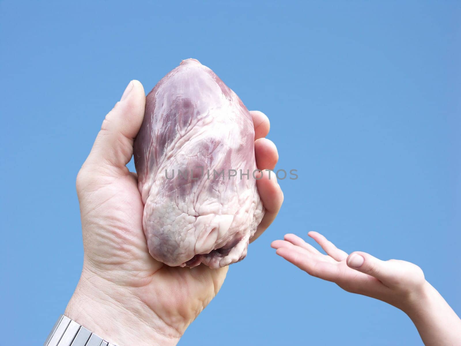 Organ donation,the heart in the hand