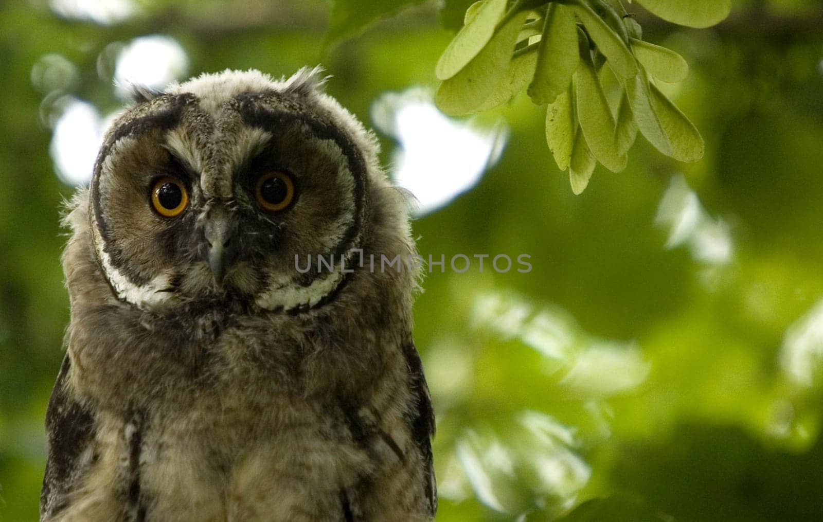 Long-eared owl