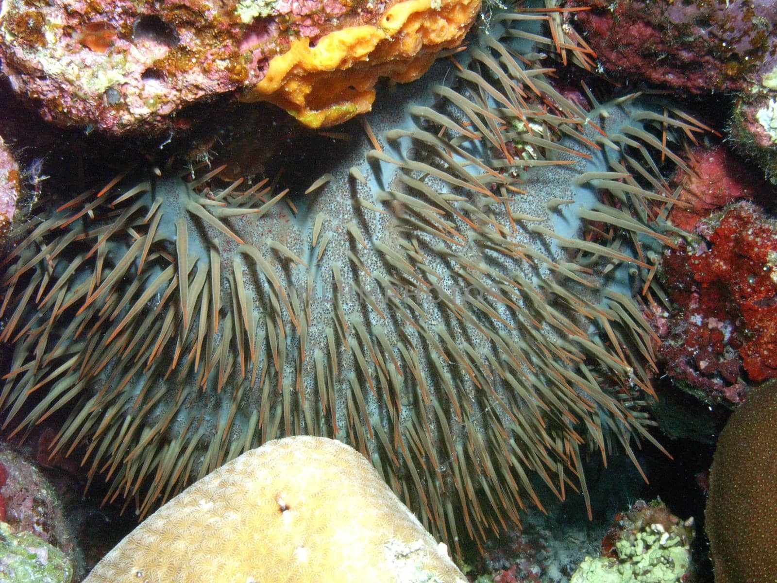 This starfish is partly responsible for the white,dead corals. It has an open stomach with which it lies over the coral. There it decomposes the coral polyps and after the meal only a white calcareous skeleton remains. The Tritonsh