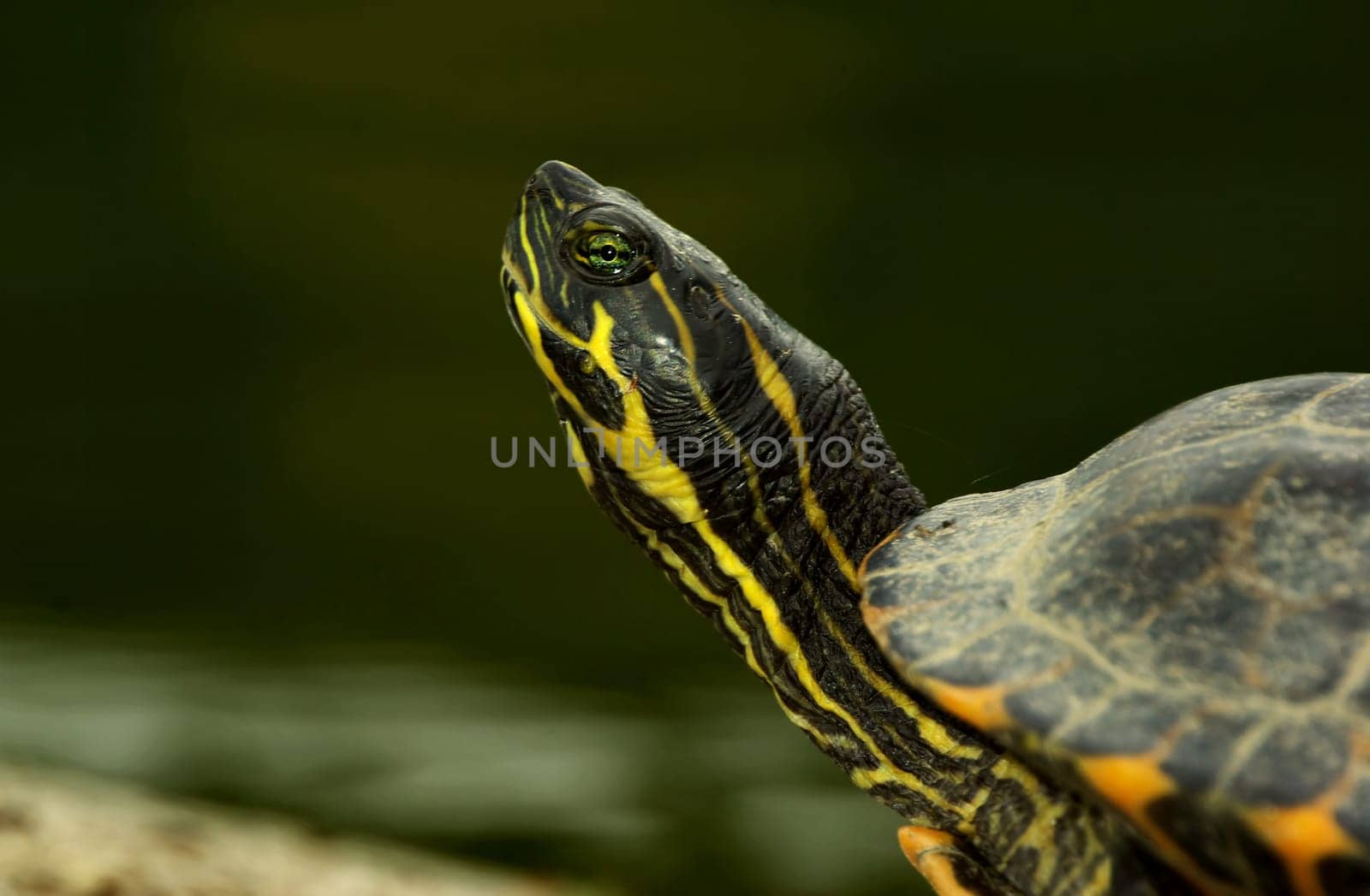 RED-CHEEKED ORNAMENTAL TURTLE