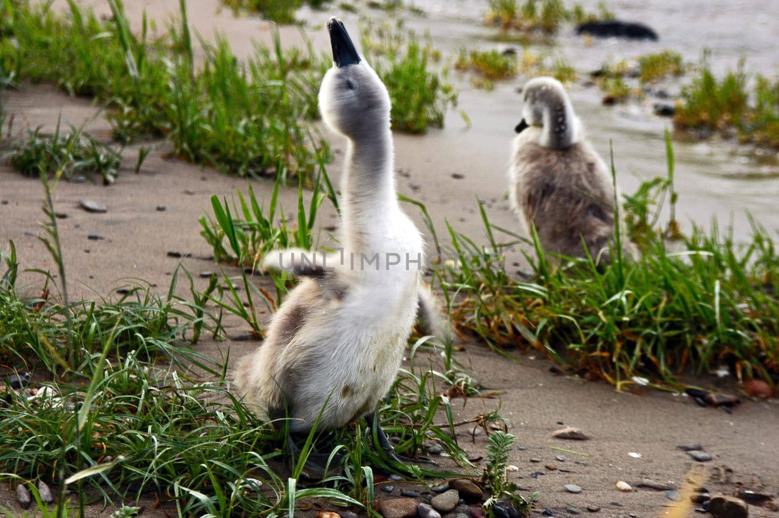 Swan babies