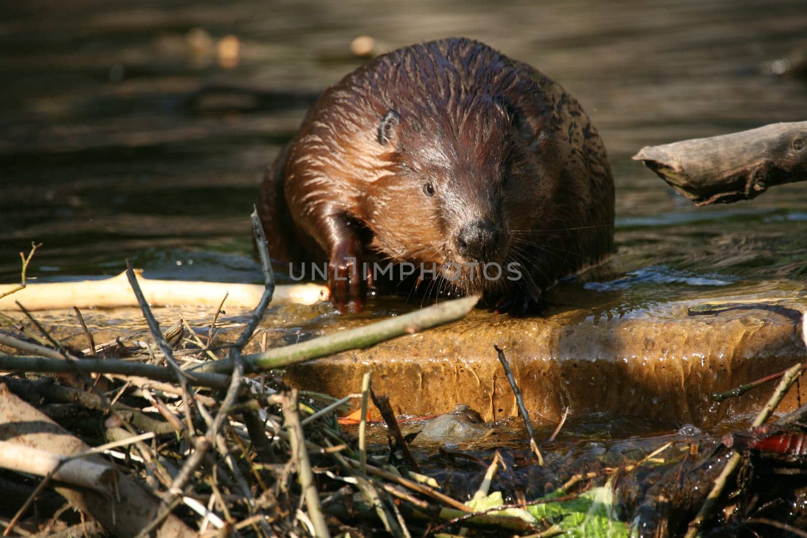 Canadian beaver (Castor canadensis)