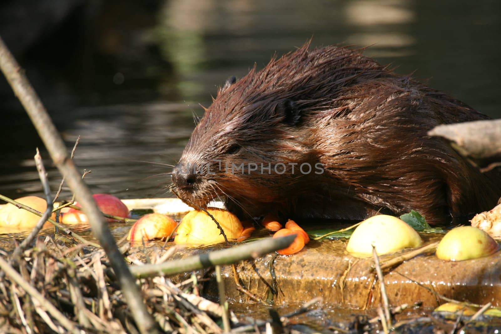 Beaver