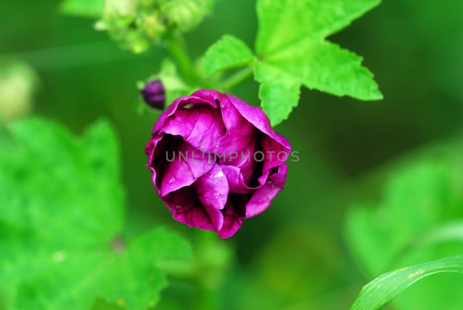 Hollyhock