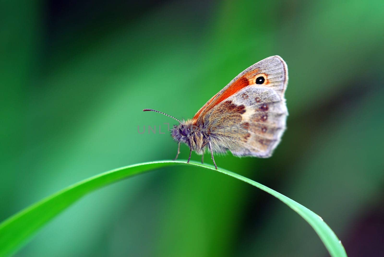 Hay butterflies
