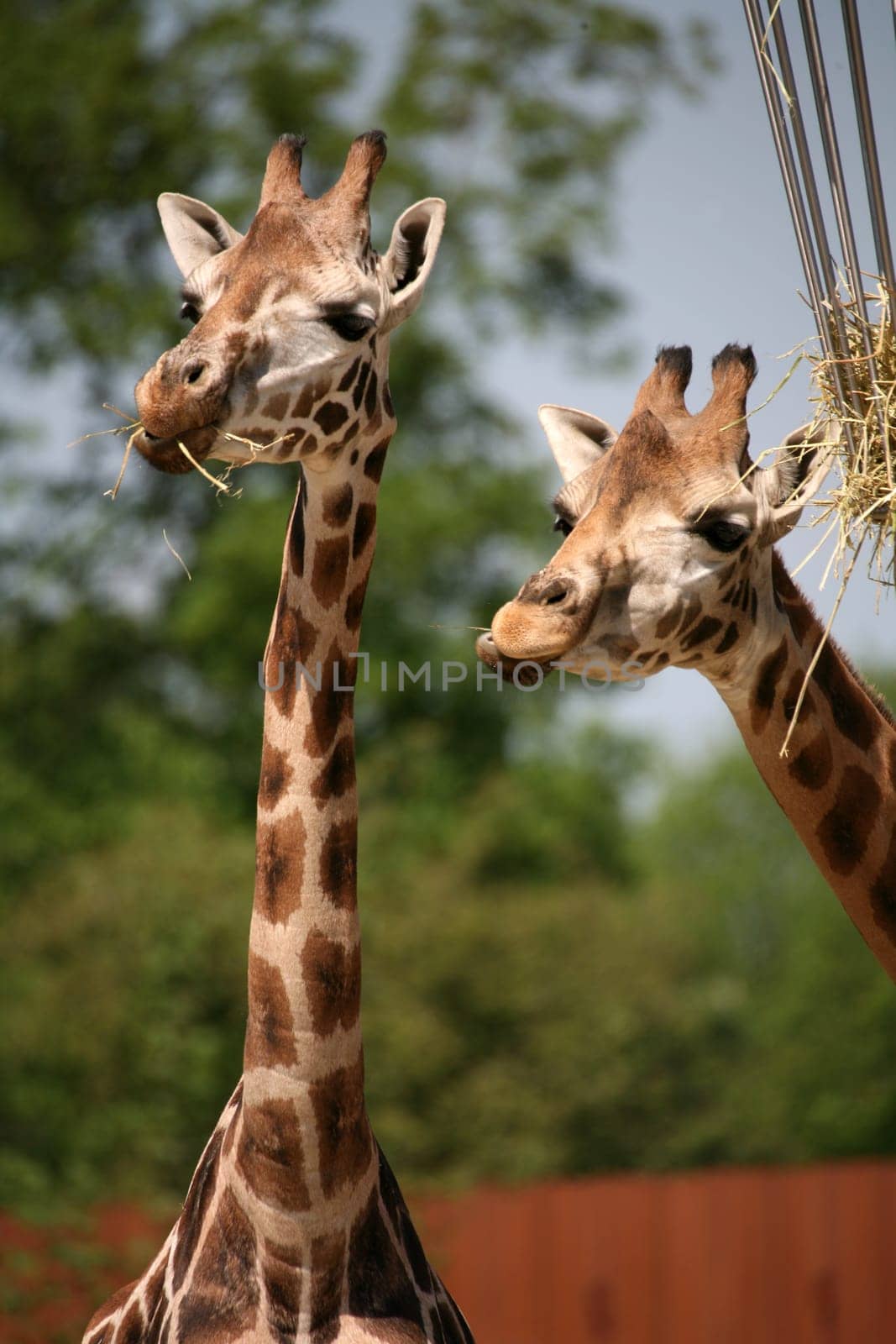 Giraffes at the food basket