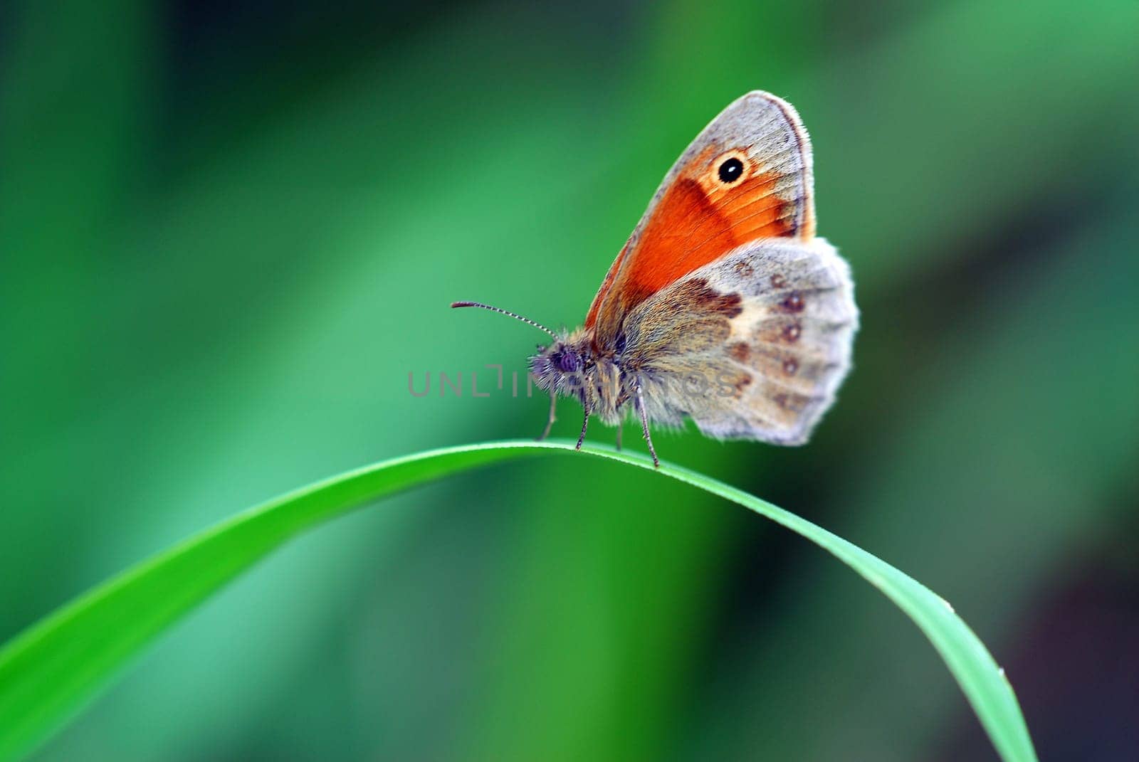 small heath