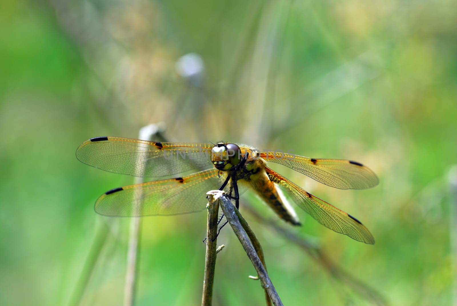 Four-spotted chaser