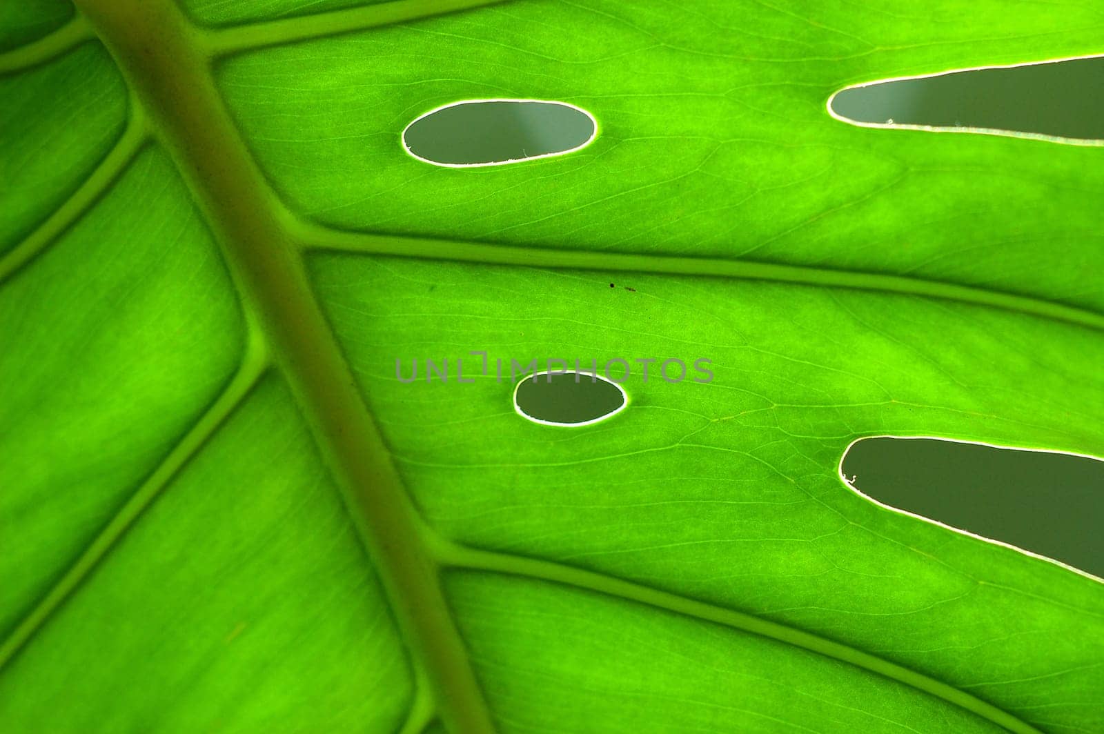 green leaf 2