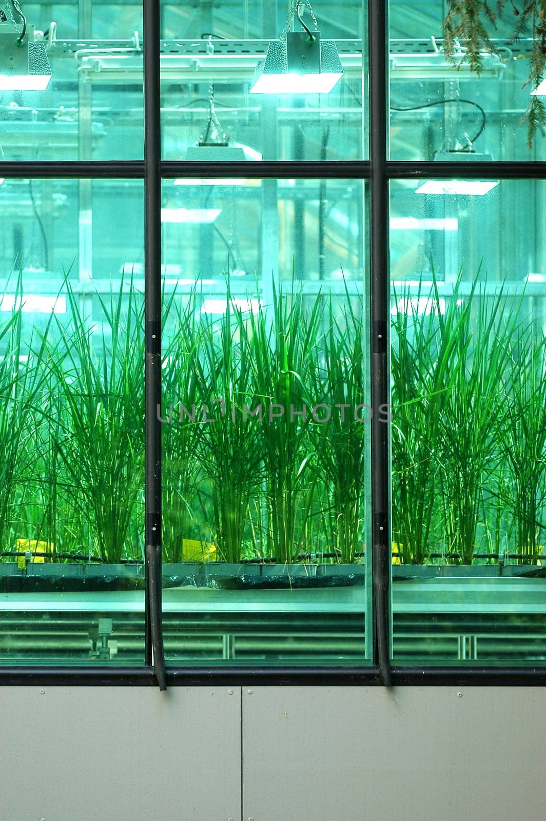 Greenhouse