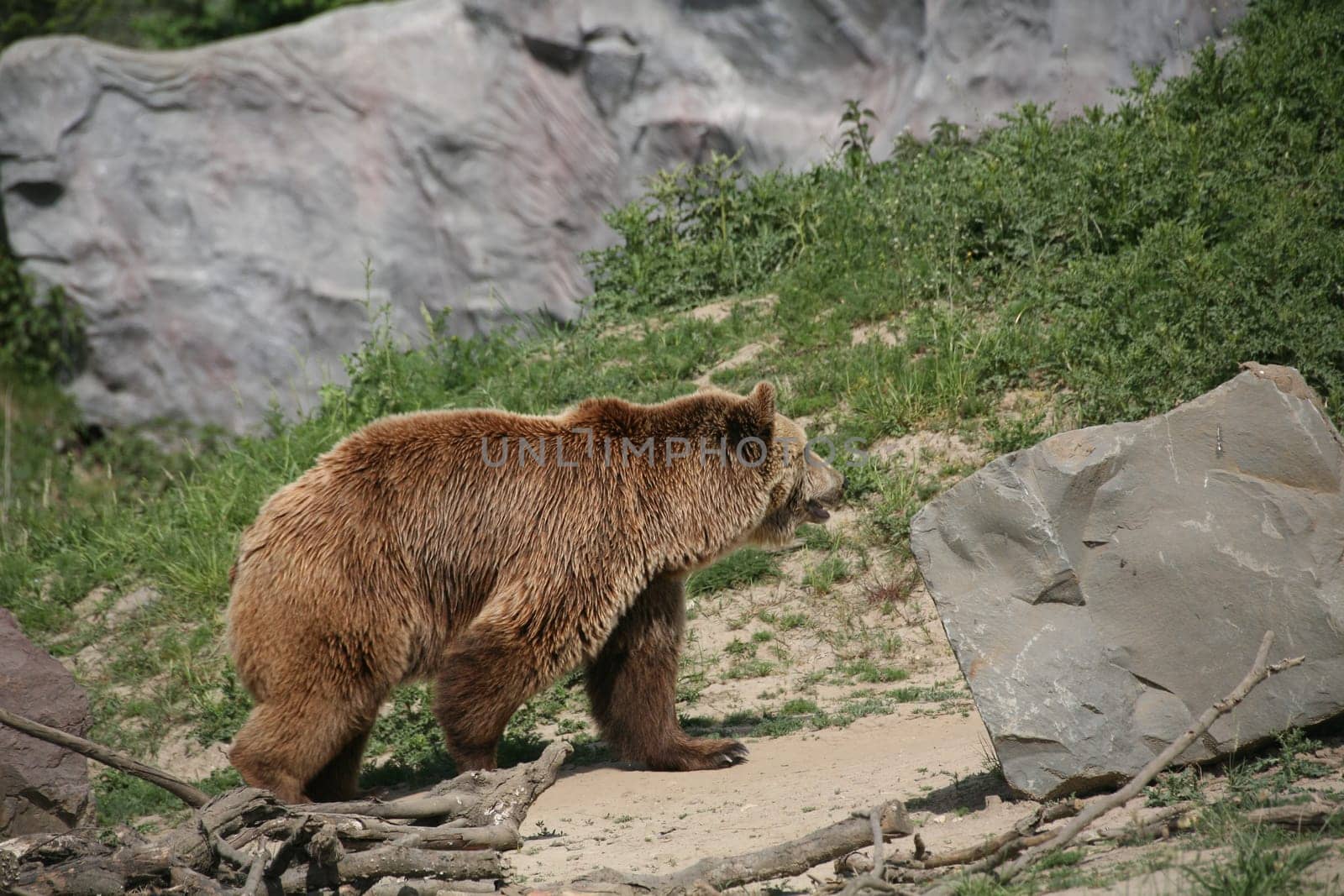 Ursus arctos middendorffi