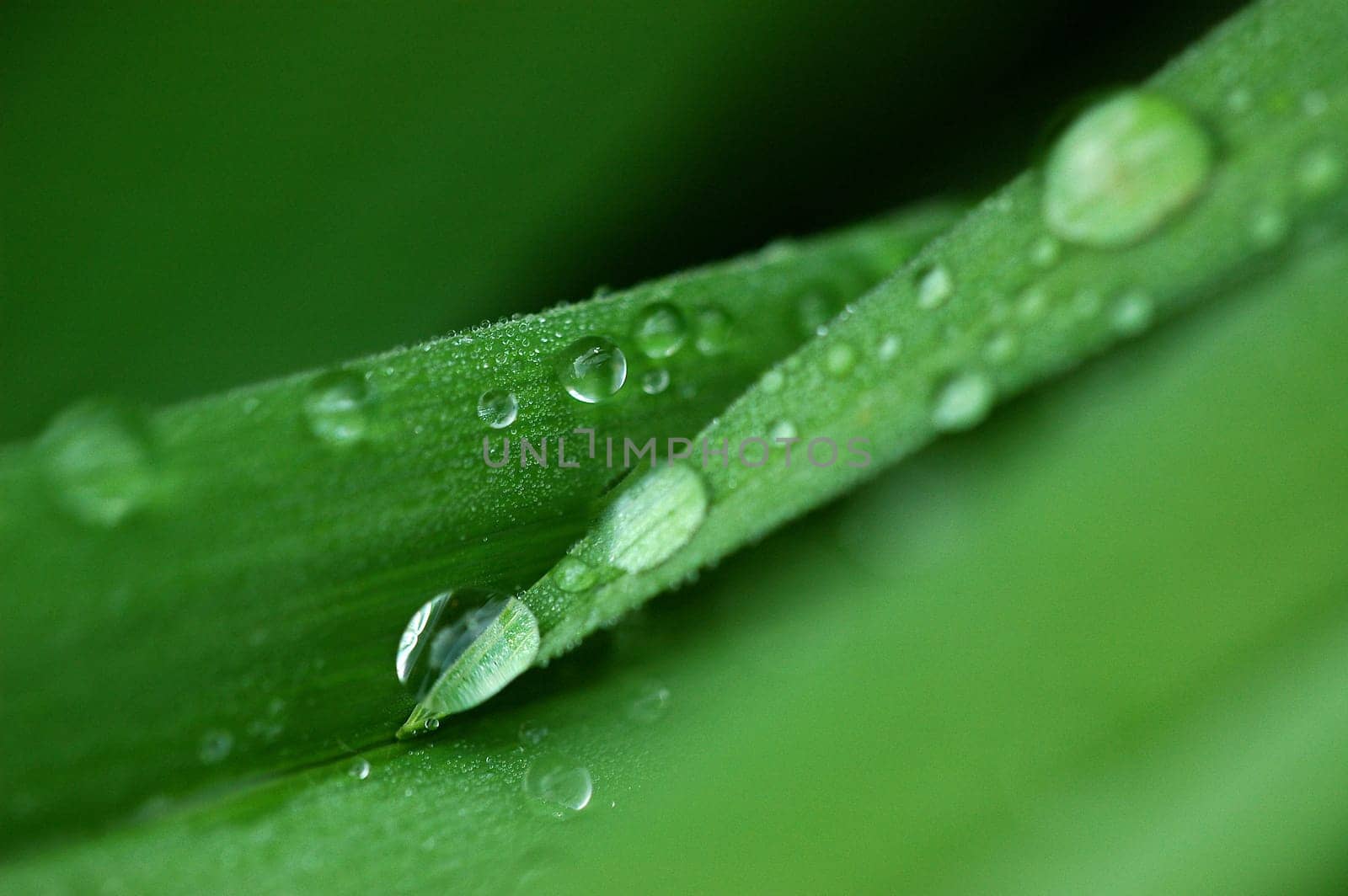 Raindrop