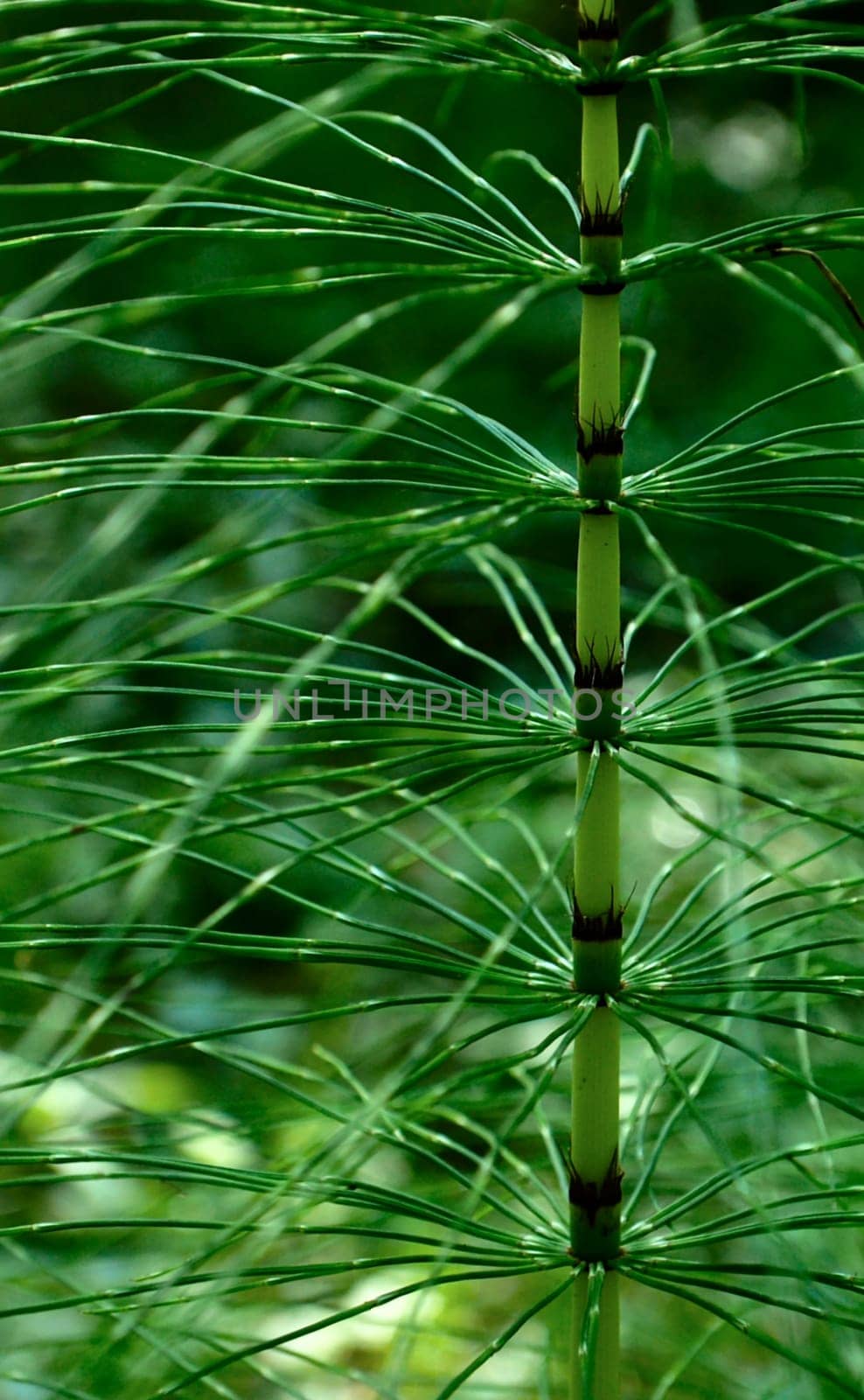 nested
