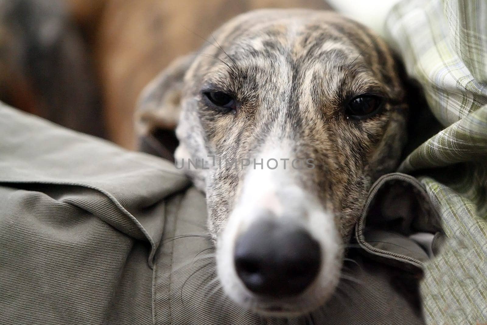 Greyhound Magyar Agar
