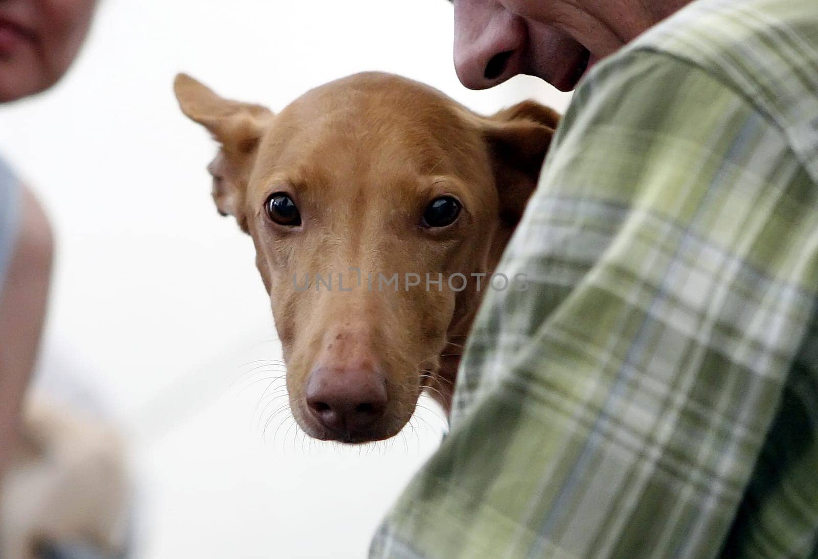 Greyhound Pharon Dog