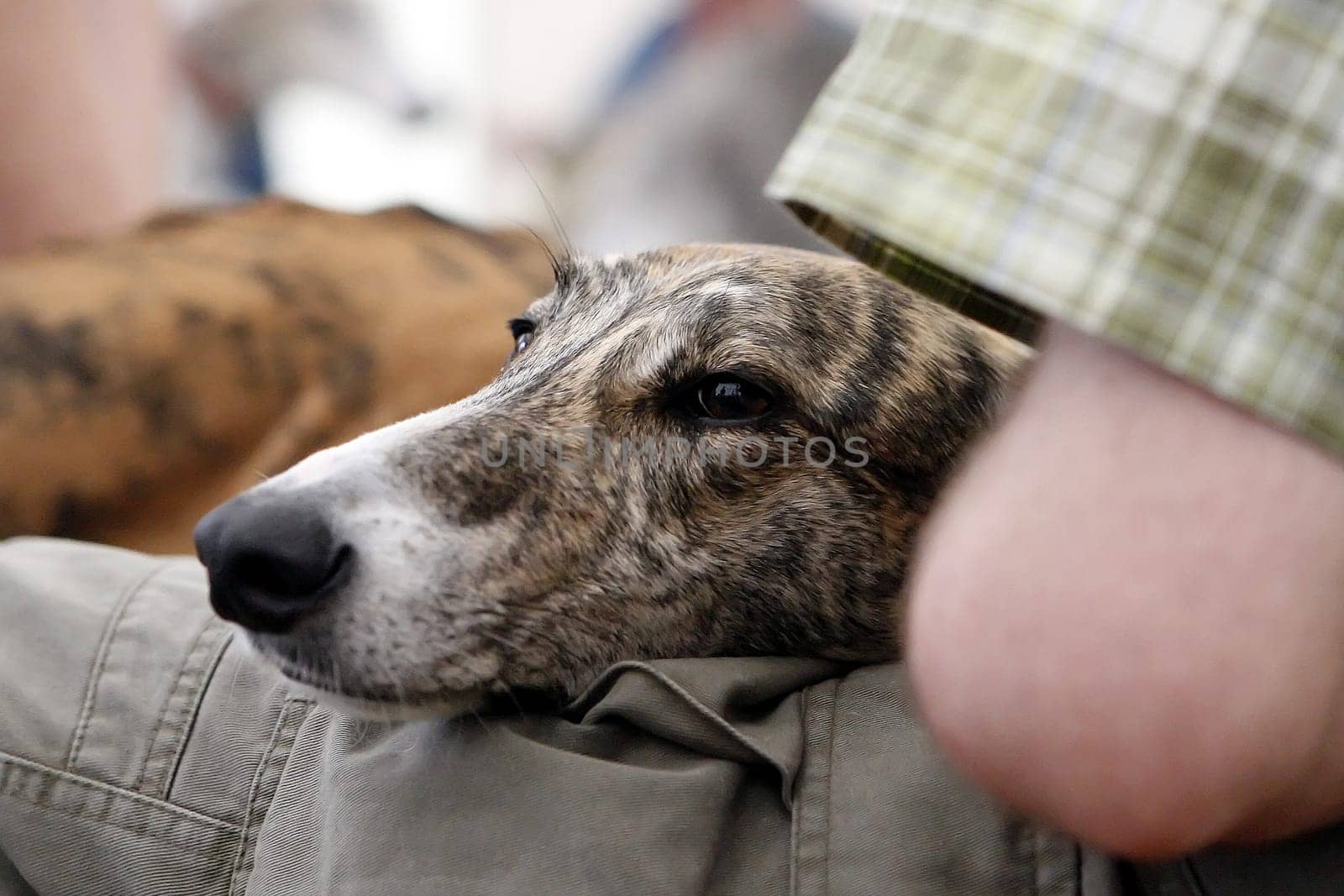 Greyhound Magyar Agar