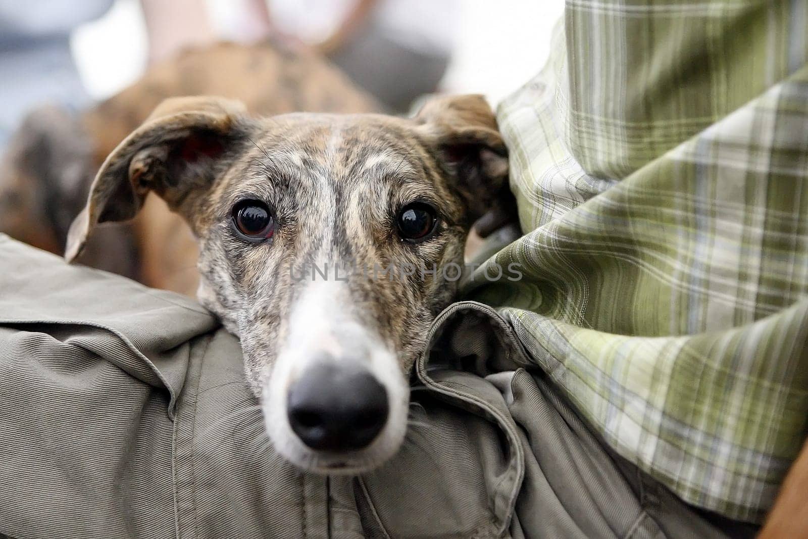 Greyhound Magyar Agar