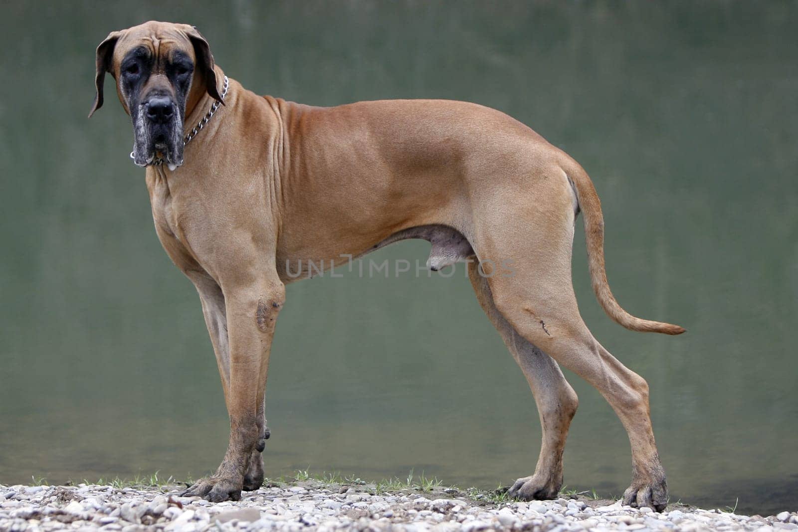 Great Dane