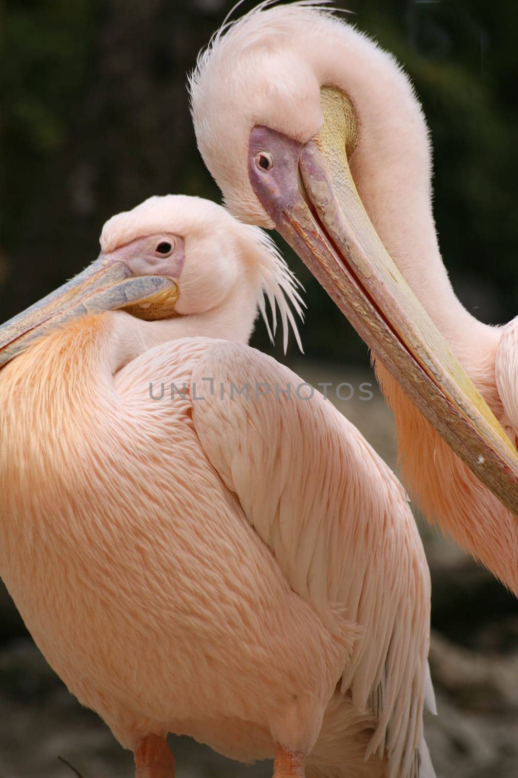 Pelecanus onocrotalus