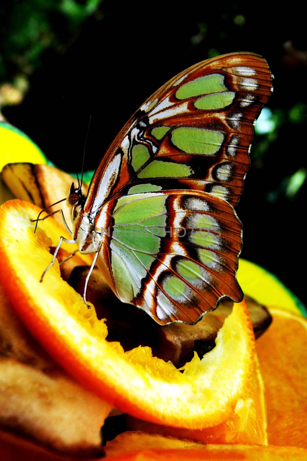 taken in the butterfly farm at the Steinhuder Meer