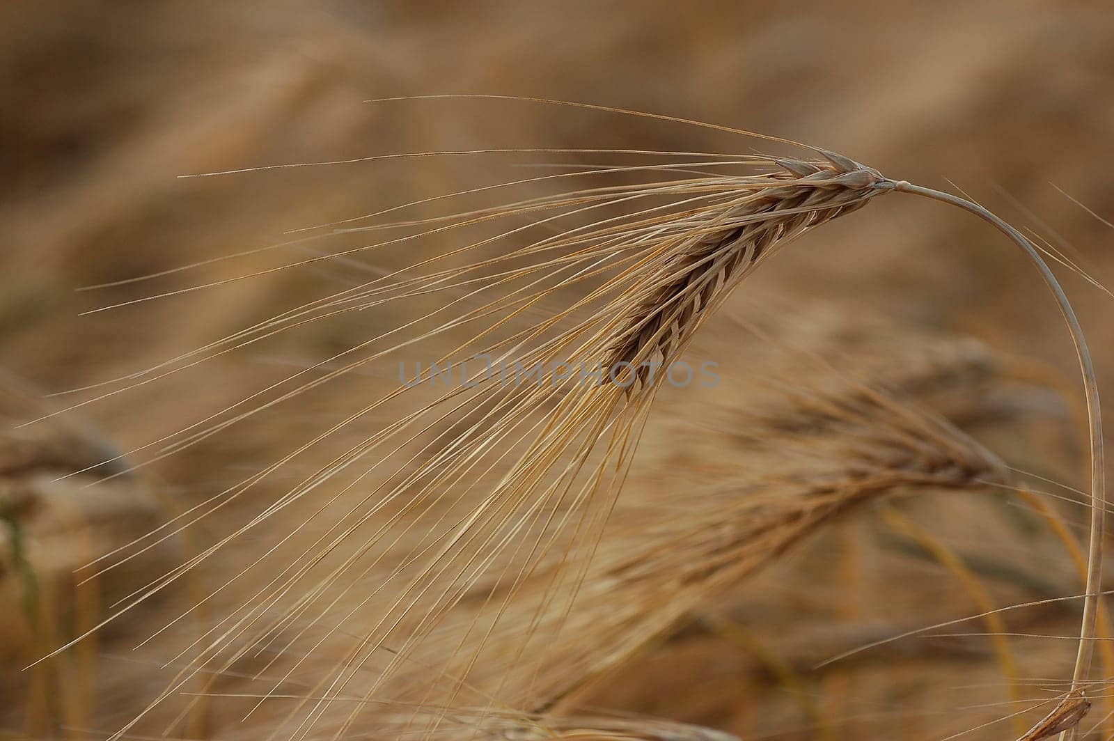 Ear