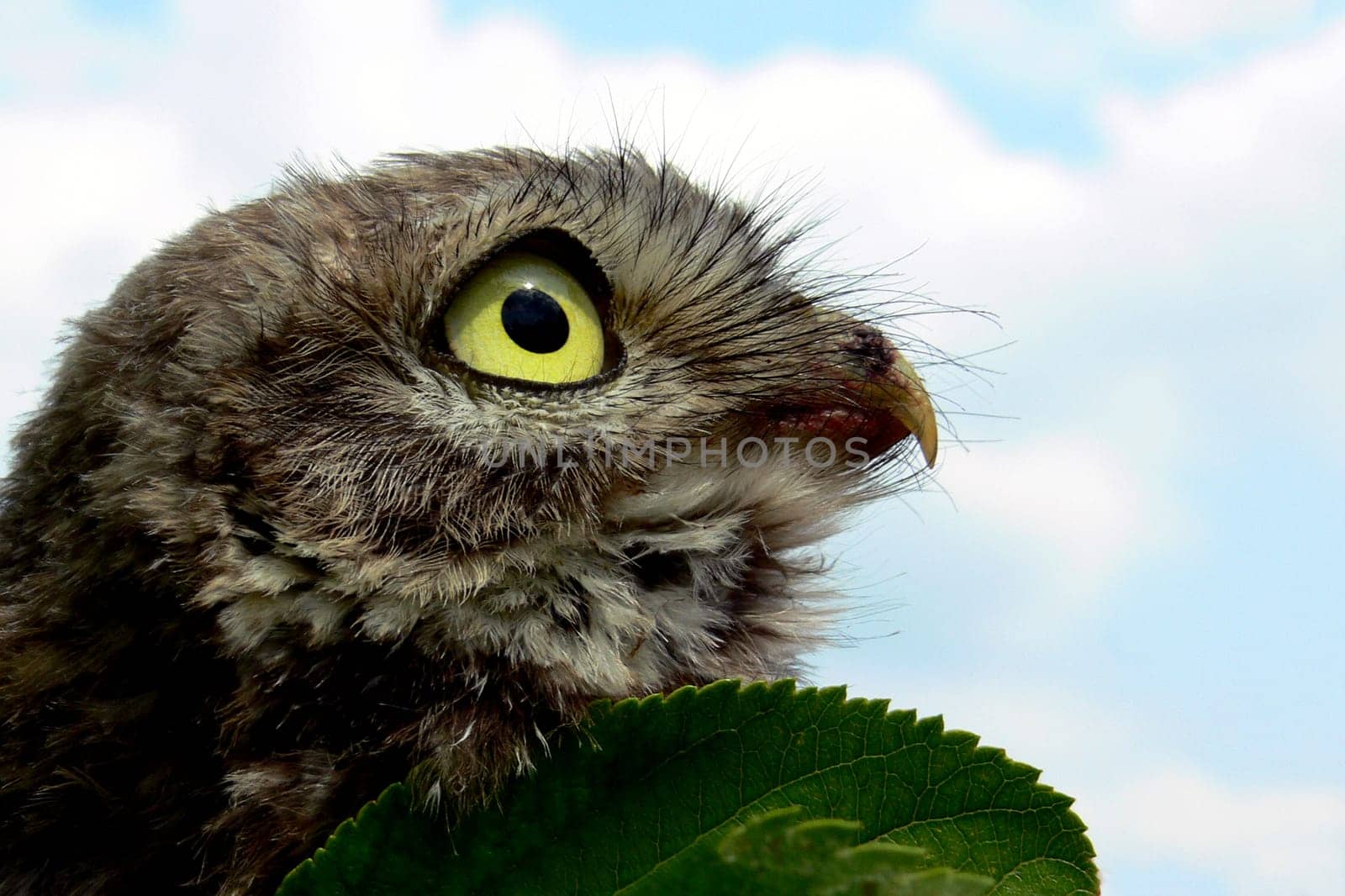Little owl
