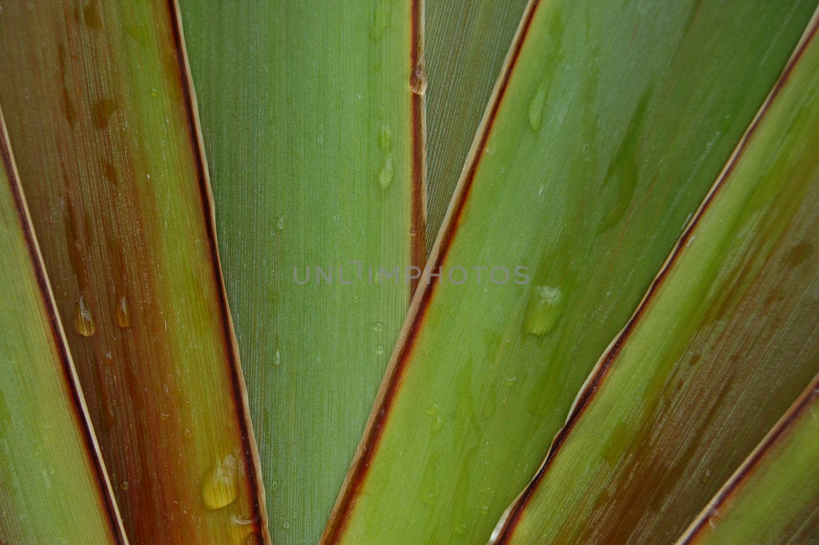 Phormium tenax