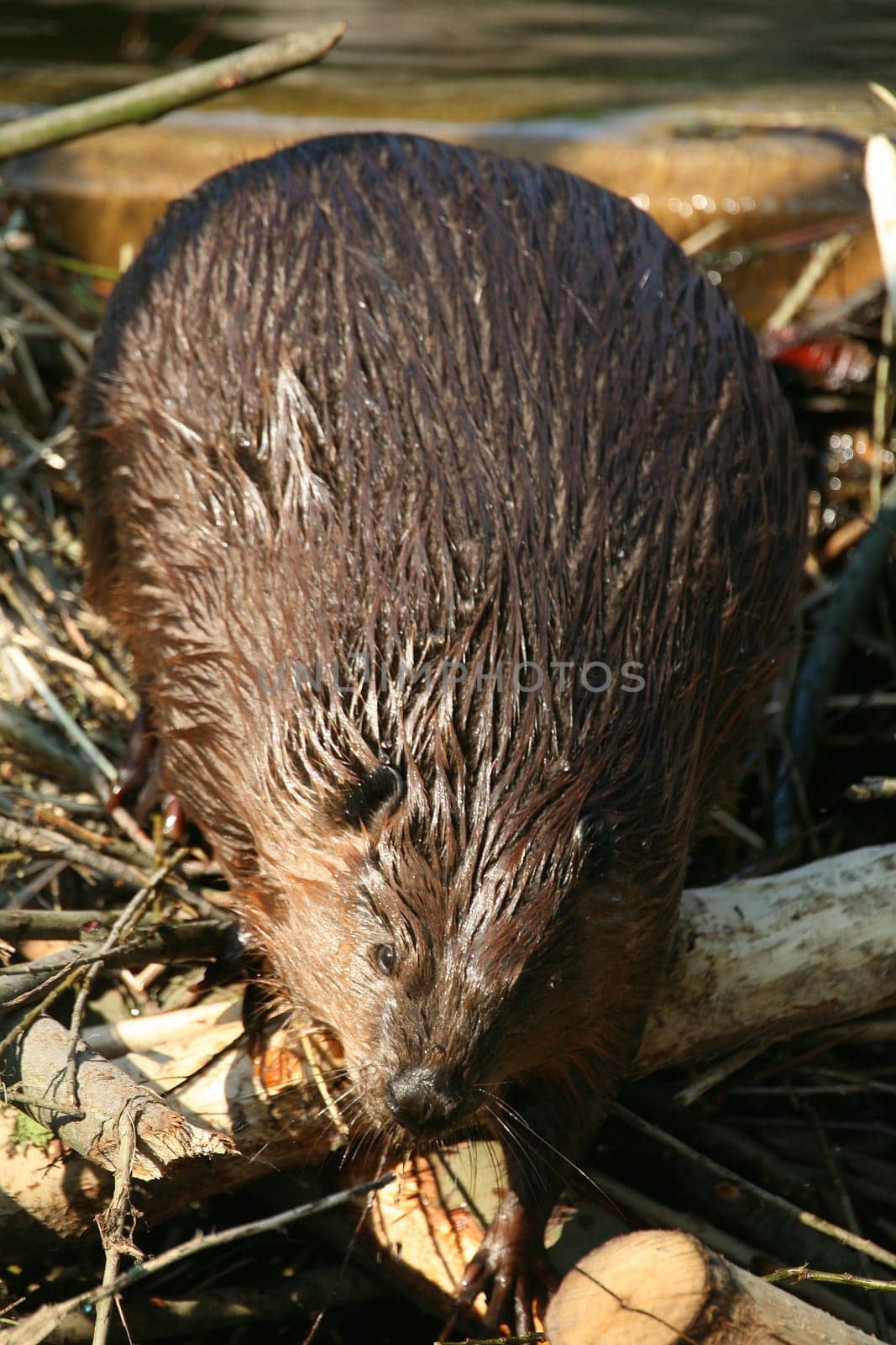 Beaver