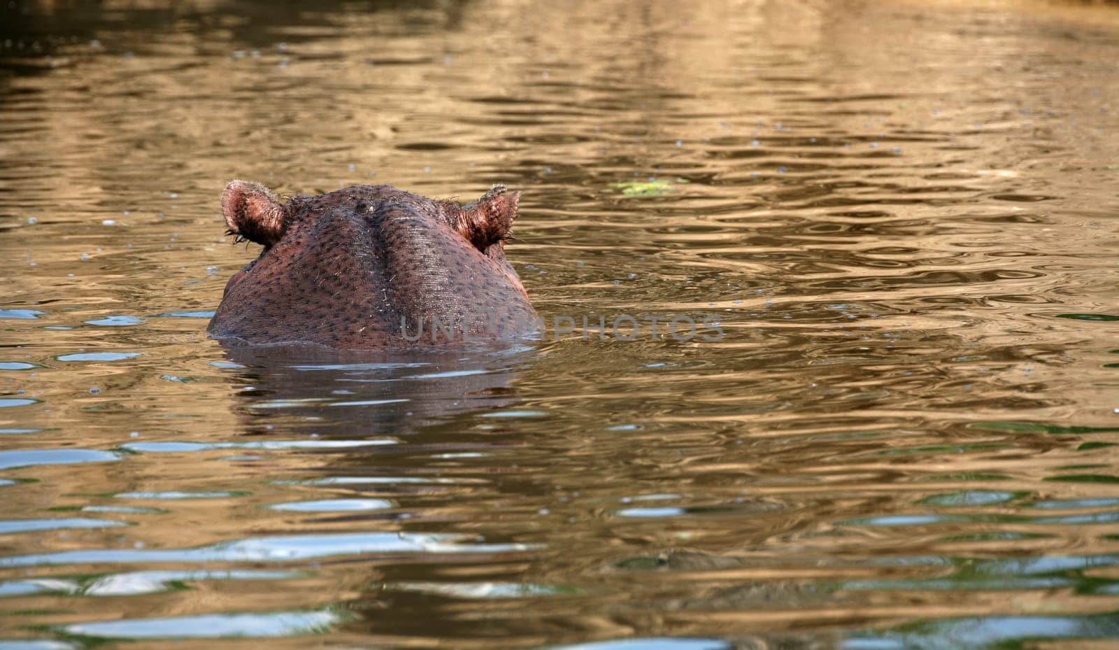 Hippopotamus
